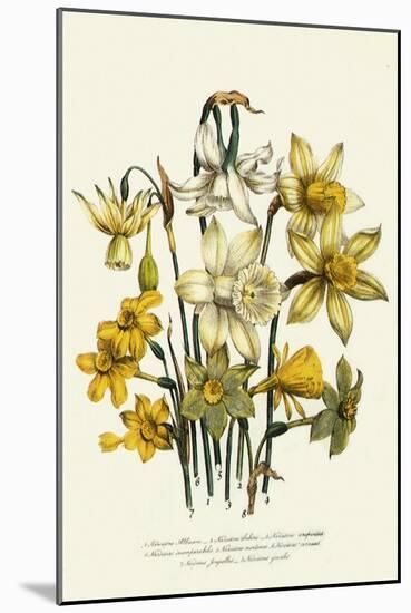 Narcissus-null-Mounted Giclee Print