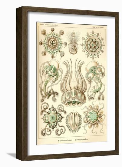 Narcomedusae - Scheiben-Strahlinge - Heliodiscus-null-Framed Giclee Print