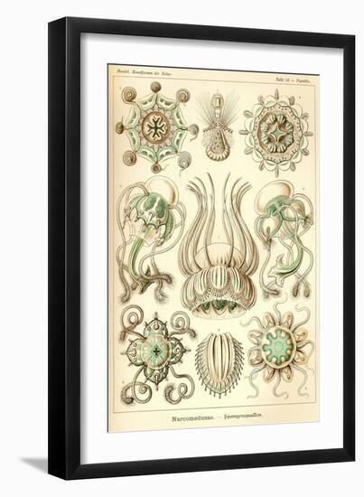 Narcomedusae - Scheiben-Strahlinge - Heliodiscus-null-Framed Giclee Print