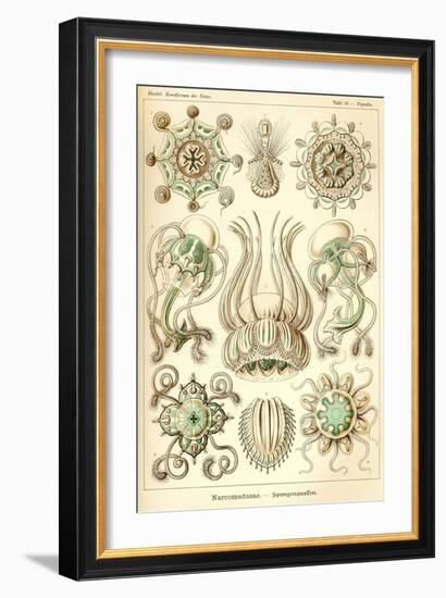 Narcomedusae - Scheiben-Strahlinge - Heliodiscus-null-Framed Giclee Print