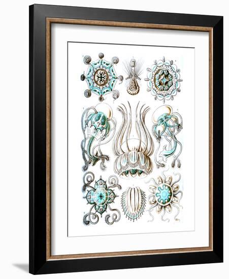 Narcomedusae-Ernst Haeckel-Framed Art Print