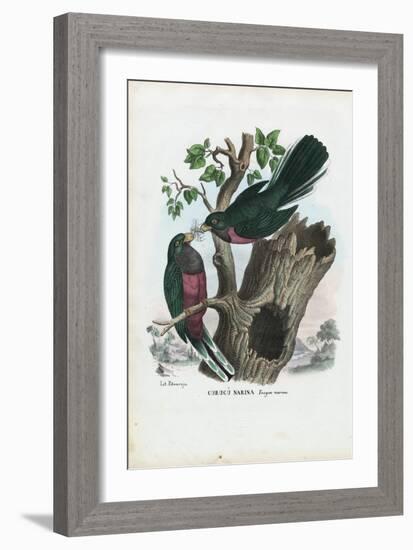 Narina Trogon, 1863-79-Raimundo Petraroja-Framed Giclee Print