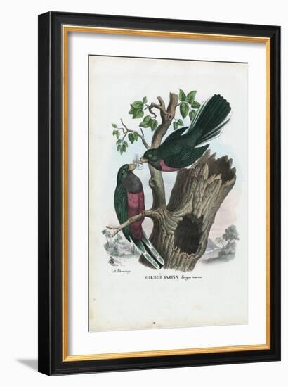 Narina Trogon, 1863-79-Raimundo Petraroja-Framed Giclee Print