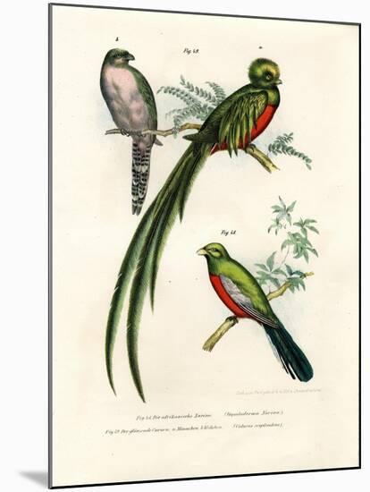 Narina Trogon, 1864-null-Mounted Giclee Print