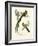 Narina Trogon, 1864-null-Framed Giclee Print