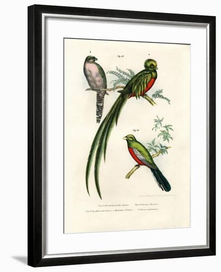 Narina Trogon, 1864-null-Framed Giclee Print