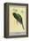 Narina Trogon-Louis Agassiz Fuertes-Framed Stretched Canvas