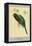 Narina Trogon-Louis Agassiz Fuertes-Framed Stretched Canvas