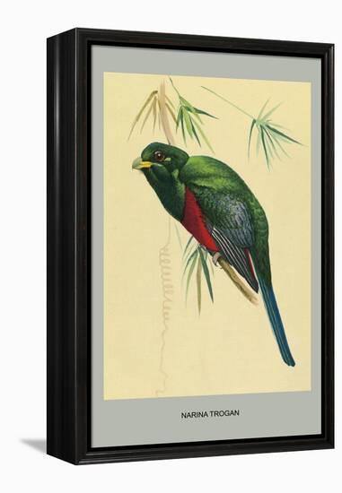 Narina Trogon-Louis Agassiz Fuertes-Framed Stretched Canvas