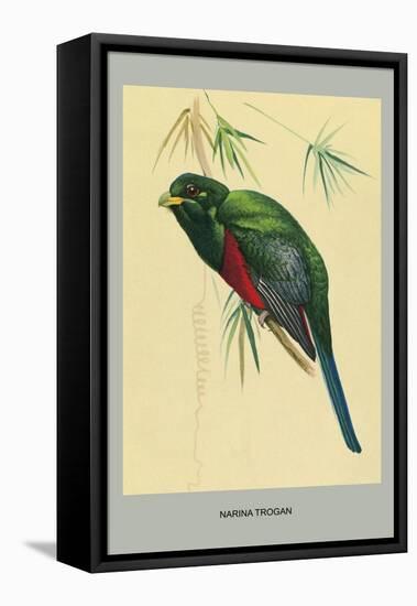 Narina Trogon-Louis Agassiz Fuertes-Framed Stretched Canvas