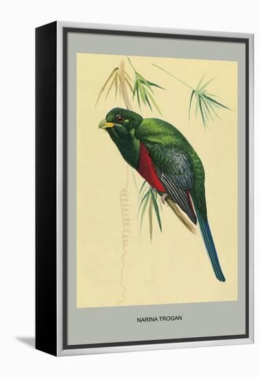 Narina Trogon-Louis Agassiz Fuertes-Framed Stretched Canvas