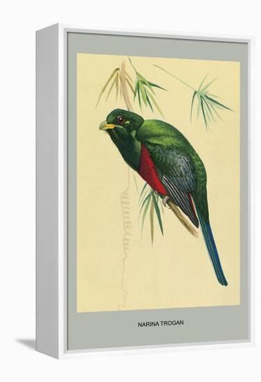 Narina Trogon-Louis Agassiz Fuertes-Framed Stretched Canvas