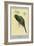 Narina Trogon-Louis Agassiz Fuertes-Framed Art Print