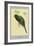 Narina Trogon-Louis Agassiz Fuertes-Framed Art Print