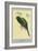 Narina Trogon-Louis Agassiz Fuertes-Framed Art Print