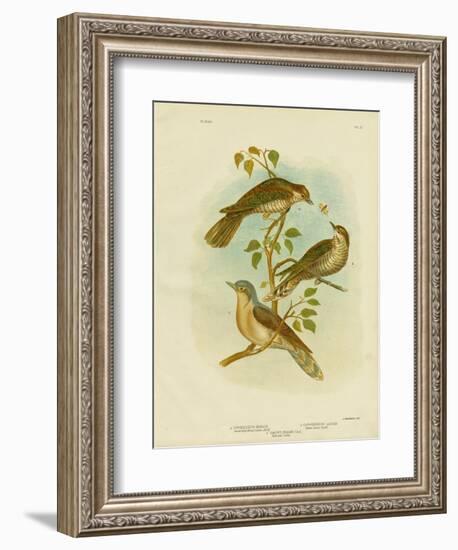 Narrow-Billed Bronze Cuckoo, 1891-Gracius Broinowski-Framed Giclee Print