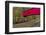 Narrow Covered Bridge over Sugar Creek in Parke County, Indiana, USA-Chuck Haney-Framed Photographic Print