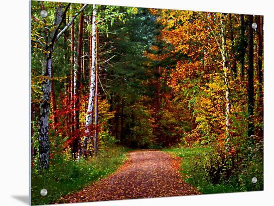 Narrow, Dirt Road Through Autumn Woods Art on Acrylic by I.W. | Art.com