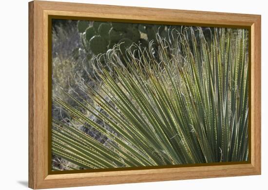 Narrow-Leaf Yucca in the Little Florida Mountains, New Mexico-null-Framed Premier Image Canvas