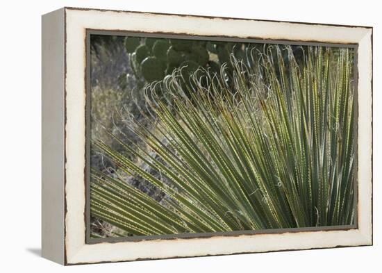 Narrow-Leaf Yucca in the Little Florida Mountains, New Mexico-null-Framed Premier Image Canvas