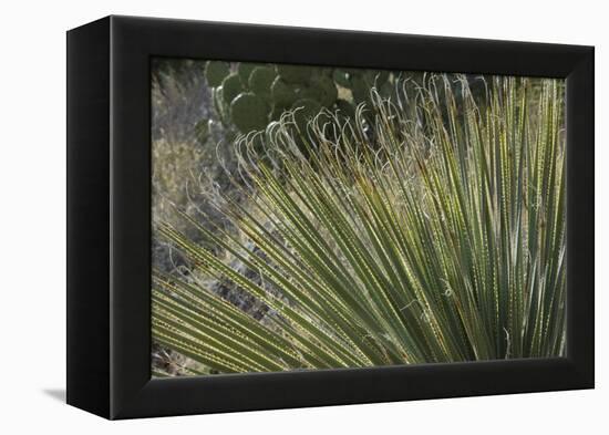 Narrow-Leaf Yucca in the Little Florida Mountains, New Mexico-null-Framed Premier Image Canvas