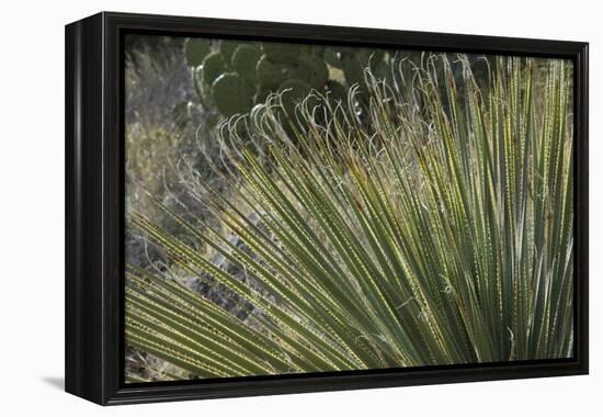 Narrow-Leaf Yucca in the Little Florida Mountains, New Mexico-null-Framed Premier Image Canvas