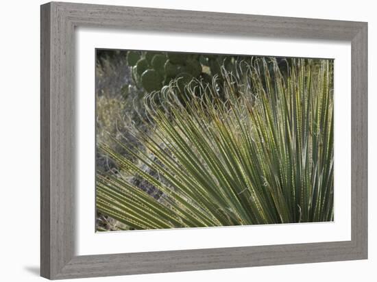 Narrow-Leaf Yucca in the Little Florida Mountains, New Mexico-null-Framed Photographic Print