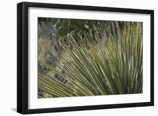 Narrow-Leaf Yucca in the Little Florida Mountains, New Mexico-null-Framed Photographic Print