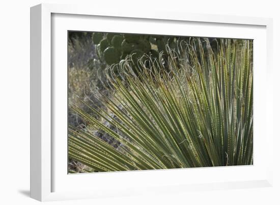 Narrow-Leaf Yucca in the Little Florida Mountains, New Mexico-null-Framed Photographic Print