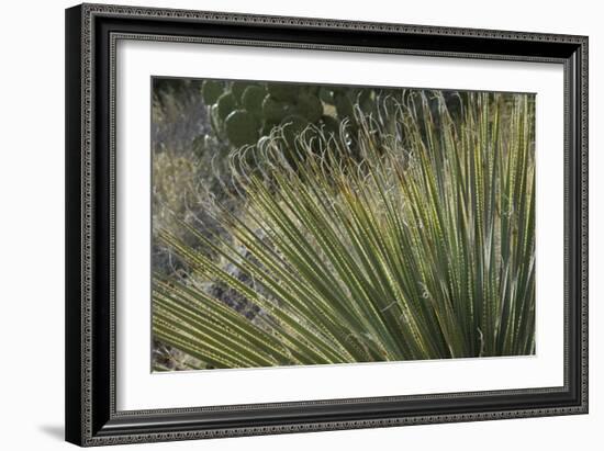 Narrow-Leaf Yucca in the Little Florida Mountains, New Mexico-null-Framed Photographic Print