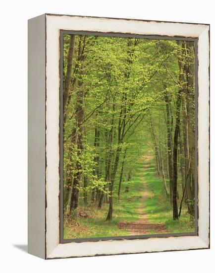 Narrow Path Through the Trees, Forest of Brotonne, Near Routout, Haute Normandie, France-Michael Busselle-Framed Premier Image Canvas