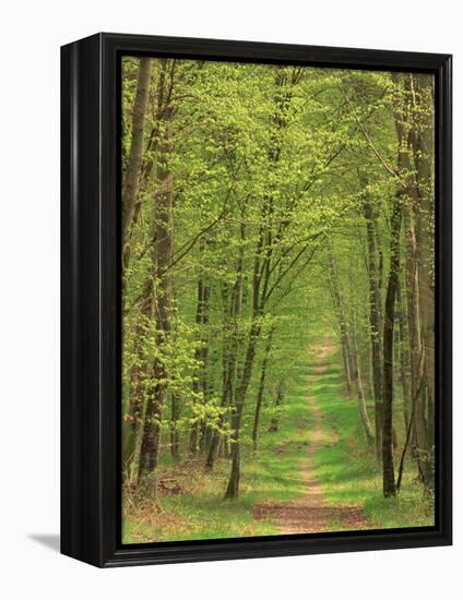 Narrow Path Through the Trees, Forest of Brotonne, Near Routout, Haute Normandie, France-Michael Busselle-Framed Premier Image Canvas