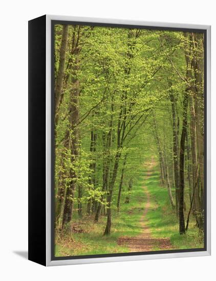 Narrow Path Through the Trees, Forest of Brotonne, Near Routout, Haute Normandie, France-Michael Busselle-Framed Premier Image Canvas