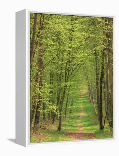 Narrow Path Through the Trees, Forest of Brotonne, Near Routout, Haute Normandie, France-Michael Busselle-Framed Premier Image Canvas