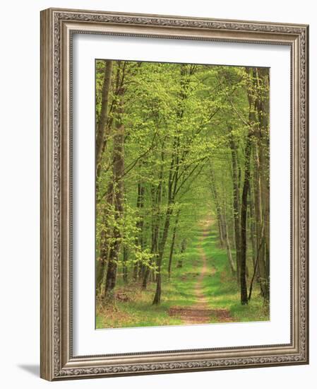 Narrow Path Through the Trees, Forest of Brotonne, Near Routout, Haute Normandie, France-Michael Busselle-Framed Photographic Print