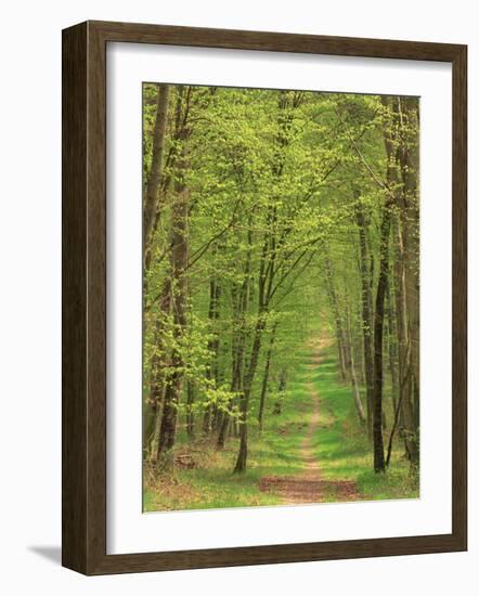 Narrow Path Through the Trees, Forest of Brotonne, Near Routout, Haute Normandie, France-Michael Busselle-Framed Photographic Print