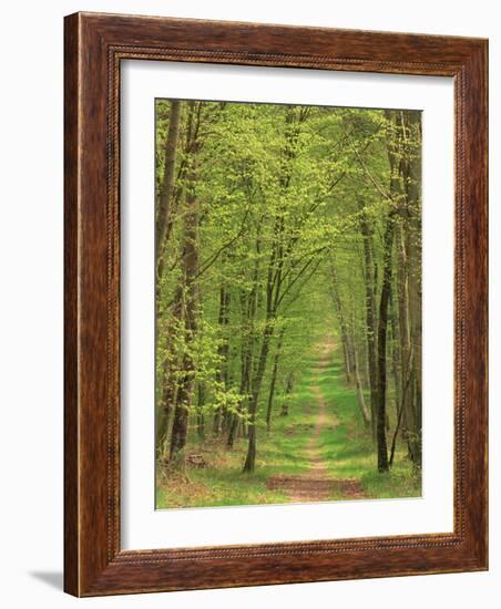 Narrow Path Through the Trees, Forest of Brotonne, Near Routout, Haute Normandie, France-Michael Busselle-Framed Photographic Print