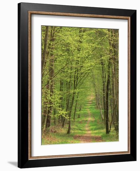 Narrow Path Through the Trees, Forest of Brotonne, Near Routout, Haute Normandie, France-Michael Busselle-Framed Photographic Print