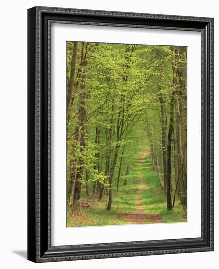 Narrow Path Through the Trees, Forest of Brotonne, Near Routout, Haute Normandie, France-Michael Busselle-Framed Photographic Print