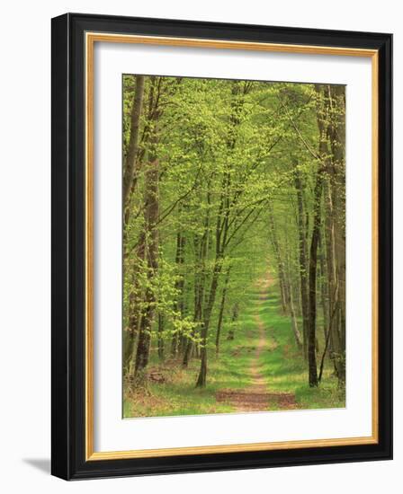 Narrow Path Through the Trees, Forest of Brotonne, Near Routout, Haute Normandie, France-Michael Busselle-Framed Photographic Print