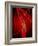 Narrowed Artery, Artwork-SCIEPRO-Framed Photographic Print