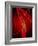 Narrowed Artery, Artwork-SCIEPRO-Framed Photographic Print