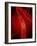 Narrowed Artery, Artwork-SCIEPRO-Framed Photographic Print