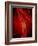 Narrowed Artery, Artwork-SCIEPRO-Framed Photographic Print