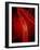 Narrowed Artery, Artwork-SCIEPRO-Framed Photographic Print