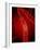 Narrowed Artery, Artwork-SCIEPRO-Framed Photographic Print