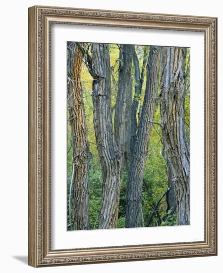 Narrowleaf Cottonwoods Along Hendry's Creek, Snake Rang, Humboldt National Forest, Nevada, Usa-Scott T. Smith-Framed Photographic Print