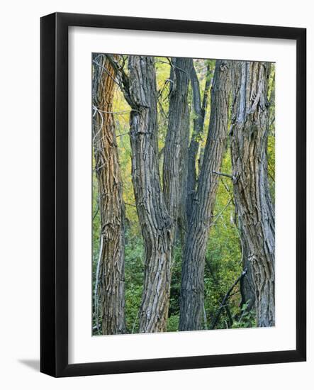 Narrowleaf Cottonwoods Along Hendry's Creek, Snake Rang, Humboldt National Forest, Nevada, Usa-Scott T. Smith-Framed Photographic Print