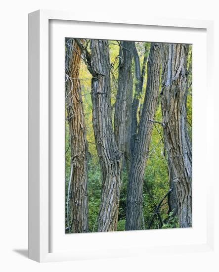 Narrowleaf Cottonwoods Along Hendry's Creek, Snake Rang, Humboldt National Forest, Nevada, Usa-Scott T. Smith-Framed Photographic Print