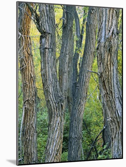Narrowleaf Cottonwoods Along Hendry's Creek, Snake Rang, Humboldt National Forest, Nevada, Usa-Scott T. Smith-Mounted Photographic Print